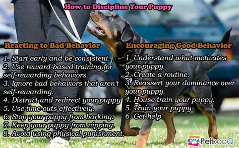 宠物养护与训导