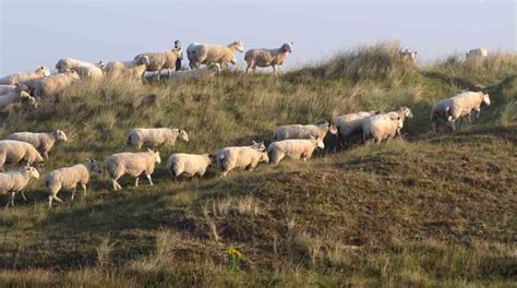 野生动物与自然保护区管理