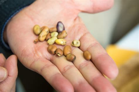 种子生产与经营