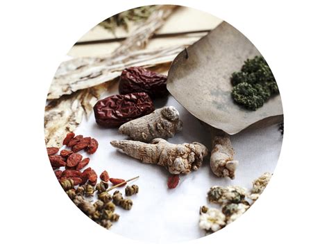 中草药栽培与鉴定