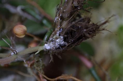 动植物检疫