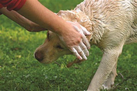 宠物养护与疫病防治