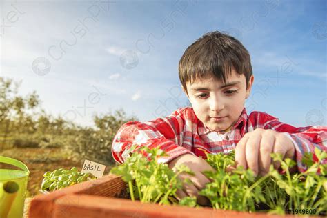 种植(芳香园艺)
