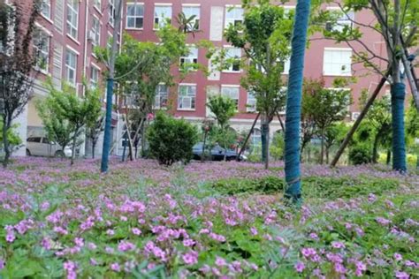 青岛科技大学日本留学预科项目招生简章