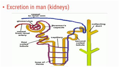 合肥高二生物課程
