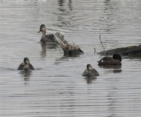 周黑鴨培訓(xùn)