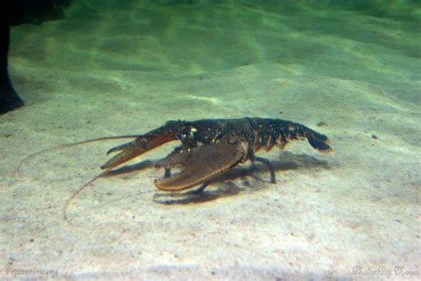 十三香龍蝦培訓(xùn)