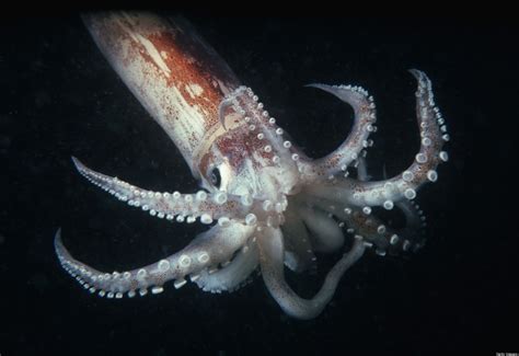 轟炸大魷魚培訓