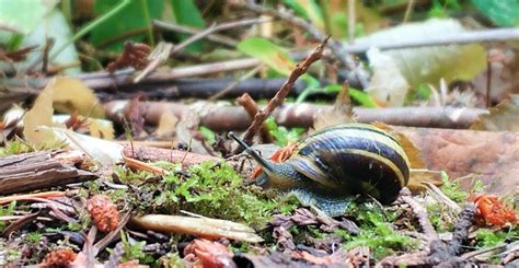 日語初級上下N5＋N4