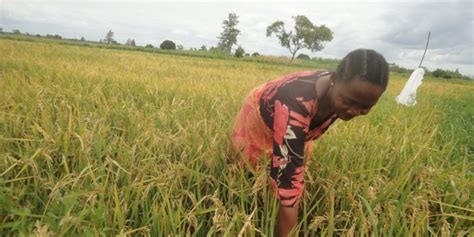 木桶飯技術(shù)培訓