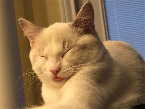 SLEP