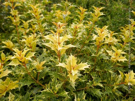 桂花壇子雞培訓(xùn)