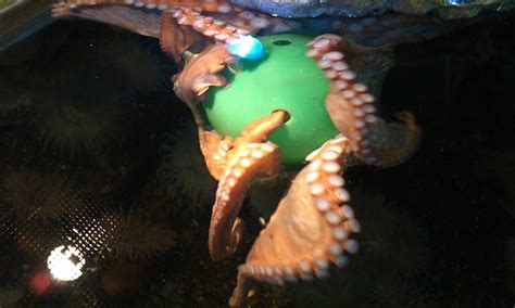 章魚(yú)小丸子培訓(xùn)