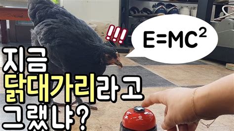 缽缽雞培訓(xùn)