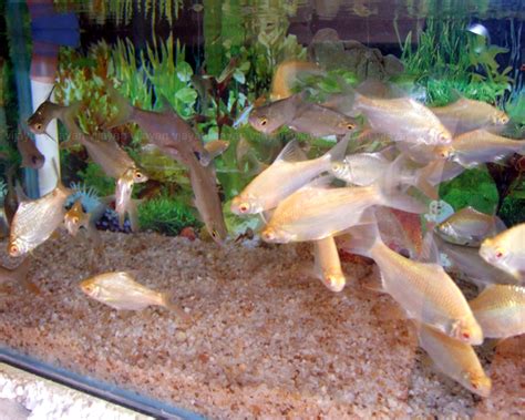 錫紙烤魚培訓(xùn)