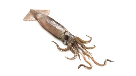 轟炸大魷魚培訓(xùn)