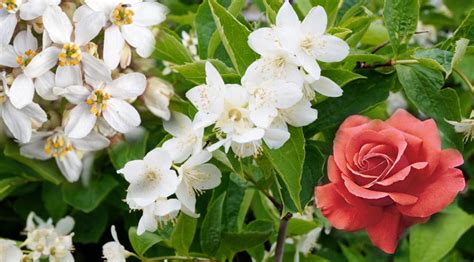 芳香美體培訓(xùn)