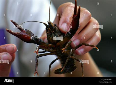 手抓小龍蝦系列