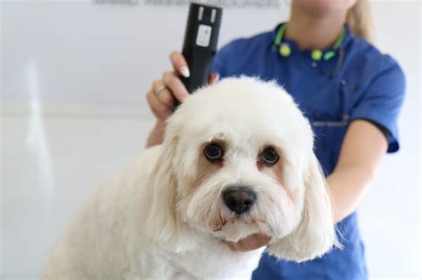 A级宠物美容师  单犬种应试考证研修班