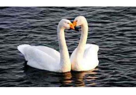 吳山貢鵝培訓(xùn)