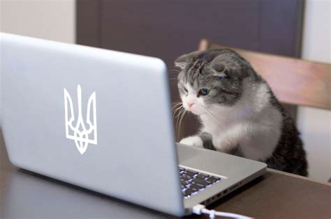 编程猫2019冬令营（线下）