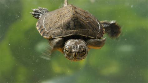 小海龟班：自由爬行至独立行走