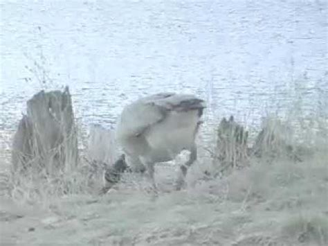 醉鵝