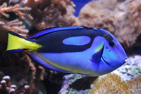 探魚
