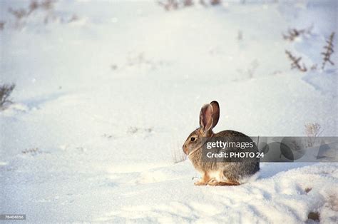 和菓子之雪中兔