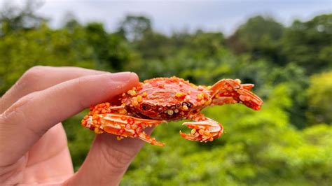 美味可口的日式点心和果子