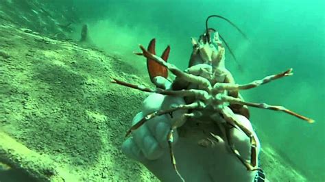 手抓小龍蝦系列