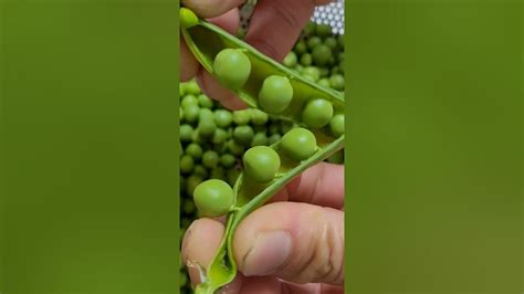 三鮮豆皮
