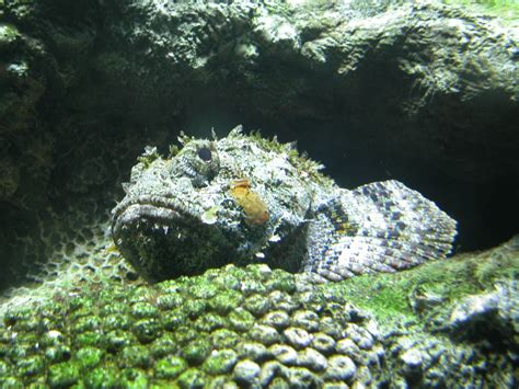 柴火魚