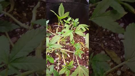 意式冰淇淋培訓
