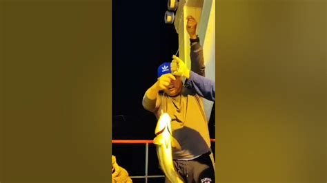 檸檬魚培訓