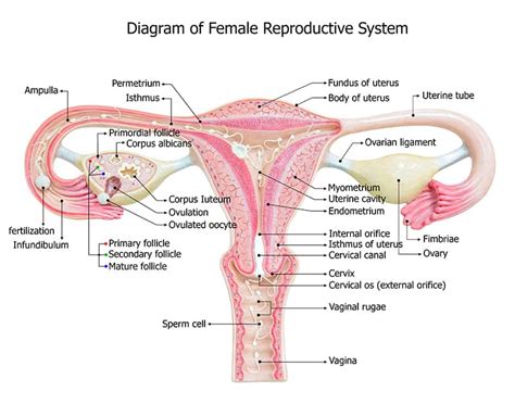 女性生殖調理高級班