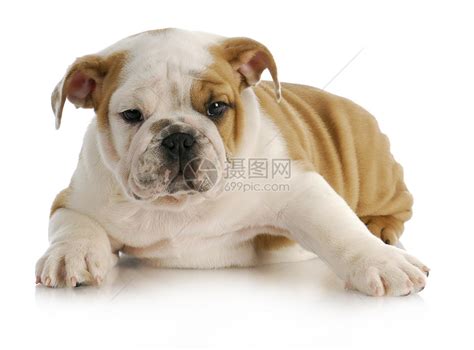 Baby English