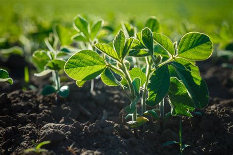 SATII生物冲分班