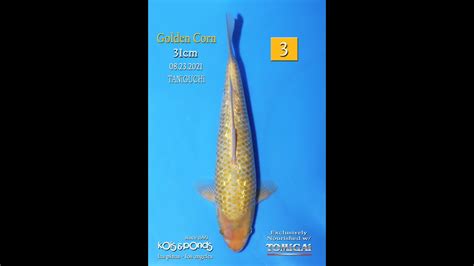 黃金玉米培訓(xùn)