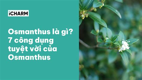 桂花壇子雞培訓(xùn)