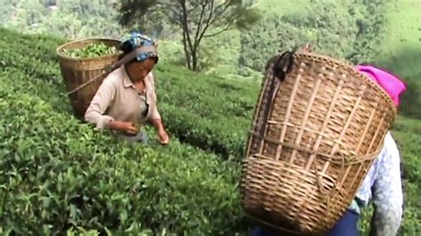 初级茶艺师