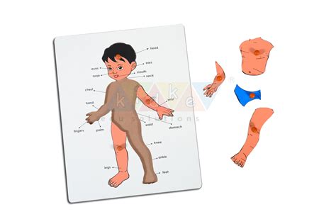 人體拼圖