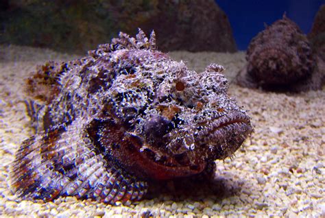石鍋魚