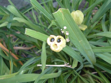 開心花甲