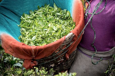 录播课布丁奶茶培训