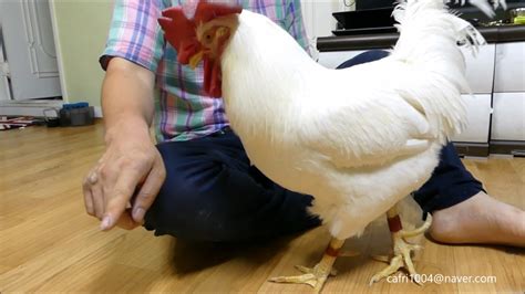 瓦香雞培訓(xùn)