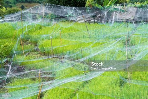 蓋澆飯培訓(xùn)