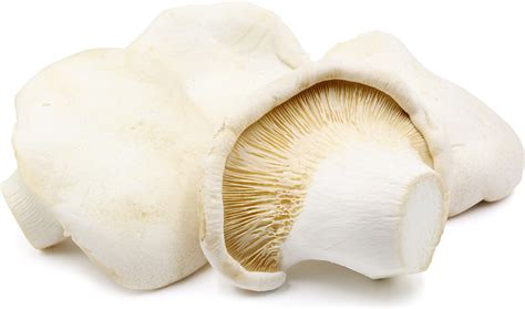 鮑汁鮮菌飯培訓(xùn)