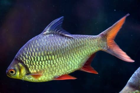 錫紙烤魚培訓(xùn)