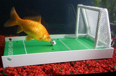 攪團(tuán)漿水魚(yú)魚(yú)培訓(xùn)